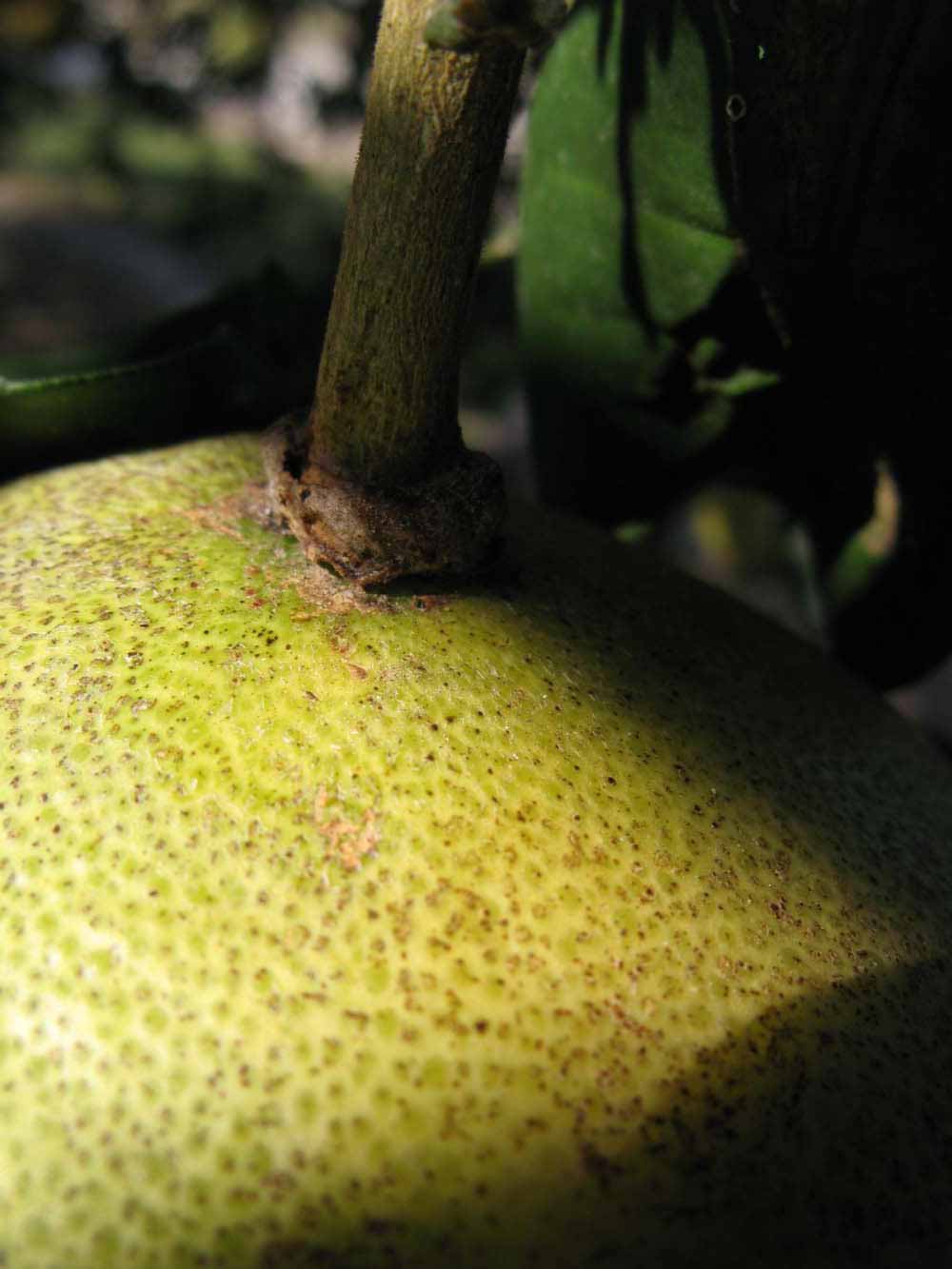                Fruit (Siamese, Winter Haven, FL)       